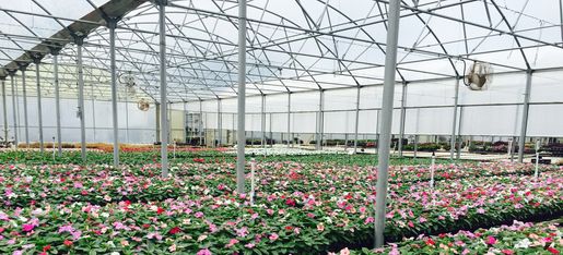 All In Wholesale Nursery