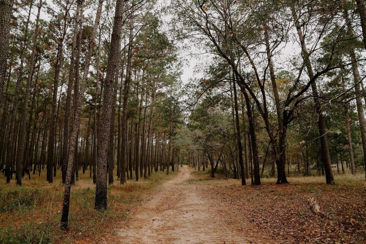 W G Jones State Forest